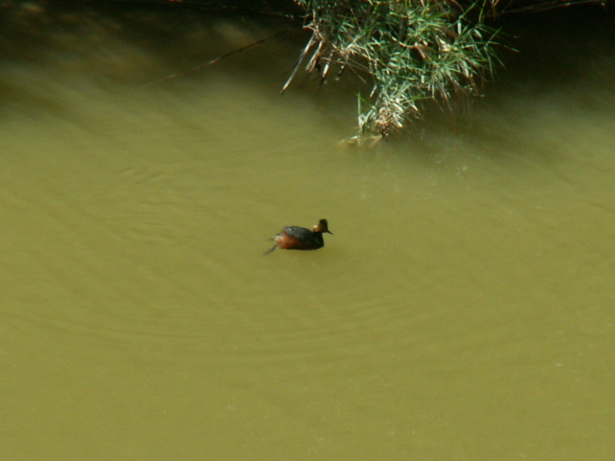 Eared Grebe - ML106655231