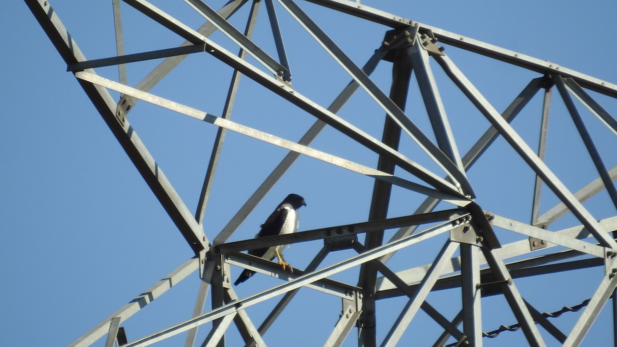 White-tailed Hawk - ML106655911