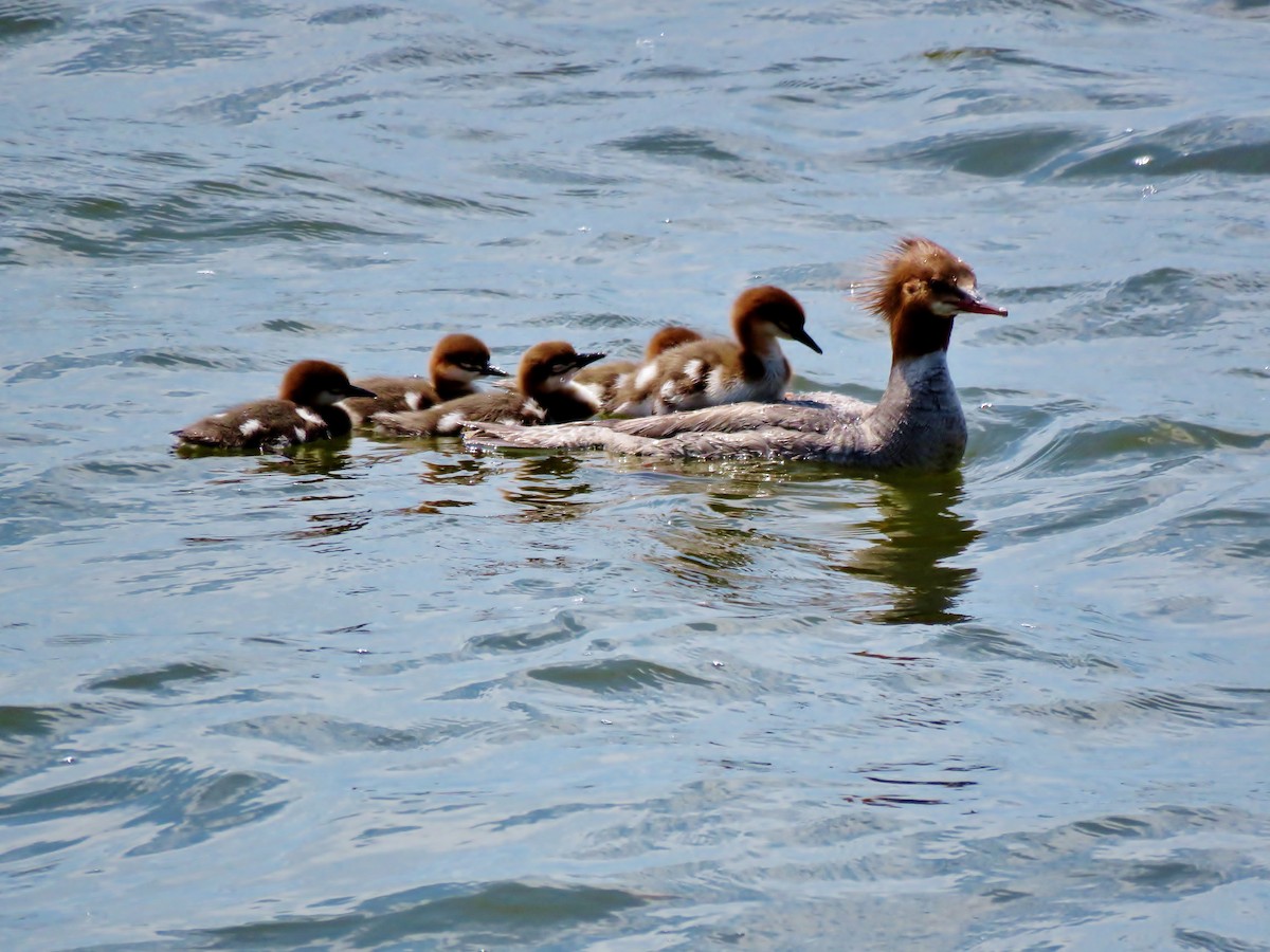 Common Merganser - ML106656011