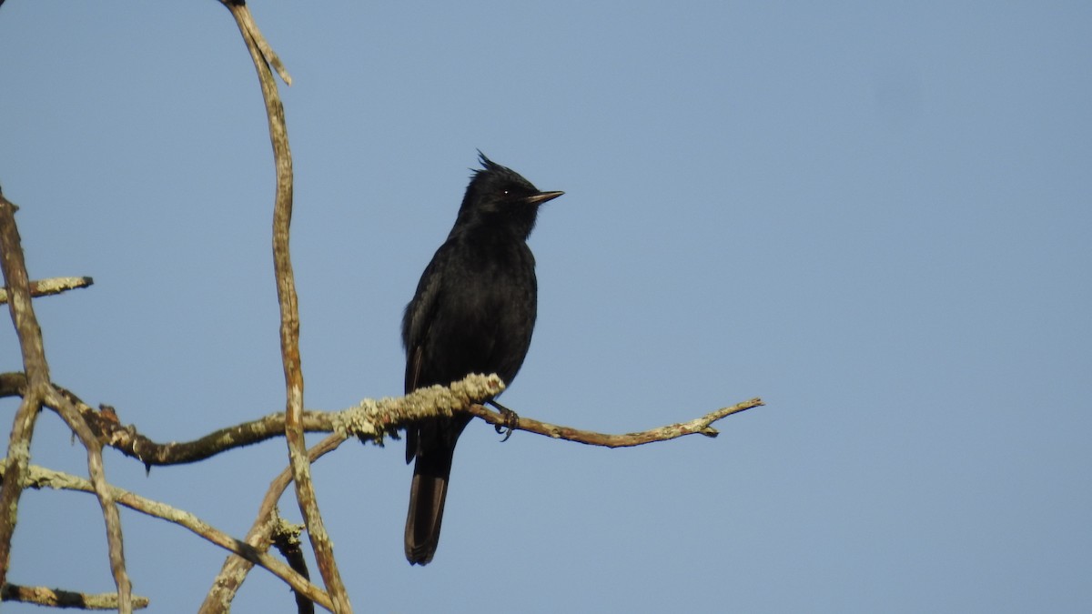 Crested Black-Tyrant - ML106656721