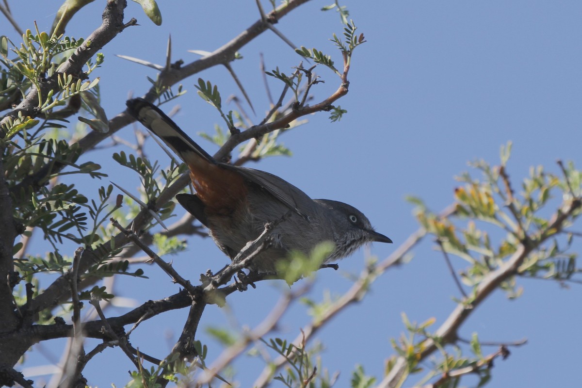 Chestnut-vented Warbler - ML106657441