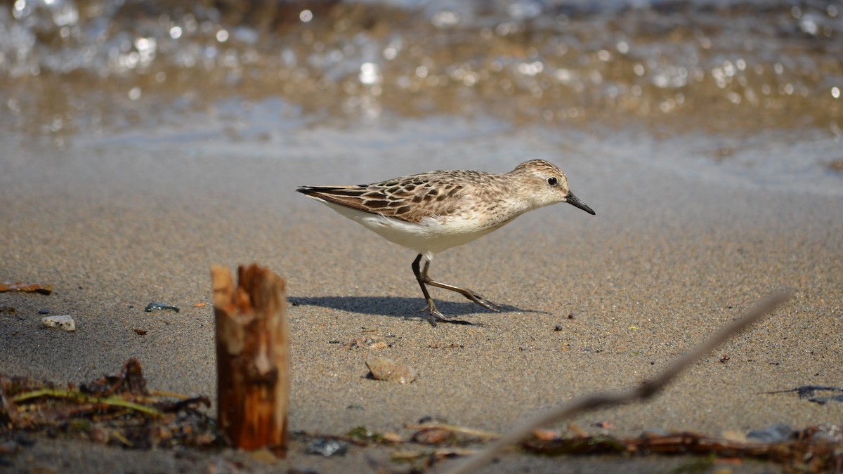 Semipalmated Sandpiper - ML106659041