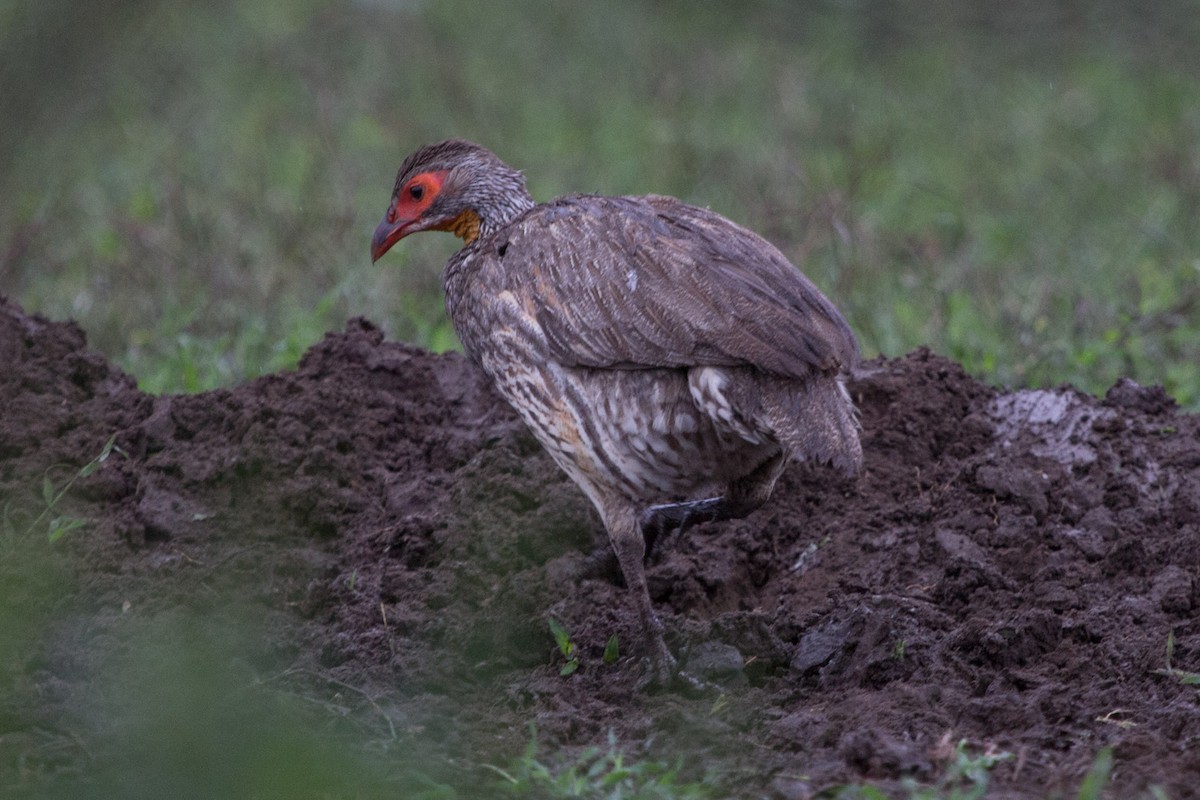 Gray-breasted Spurfowl - Lindy Fung