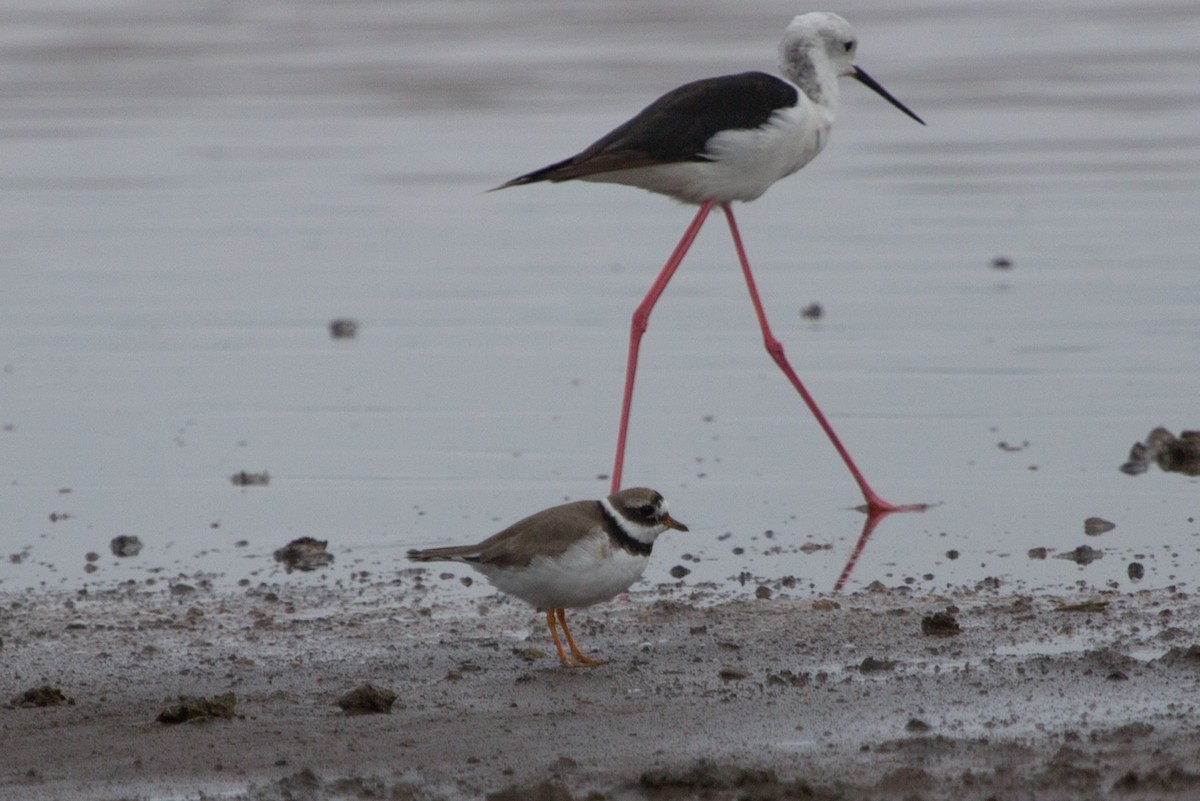 Common Ringed Plover - ML106659301