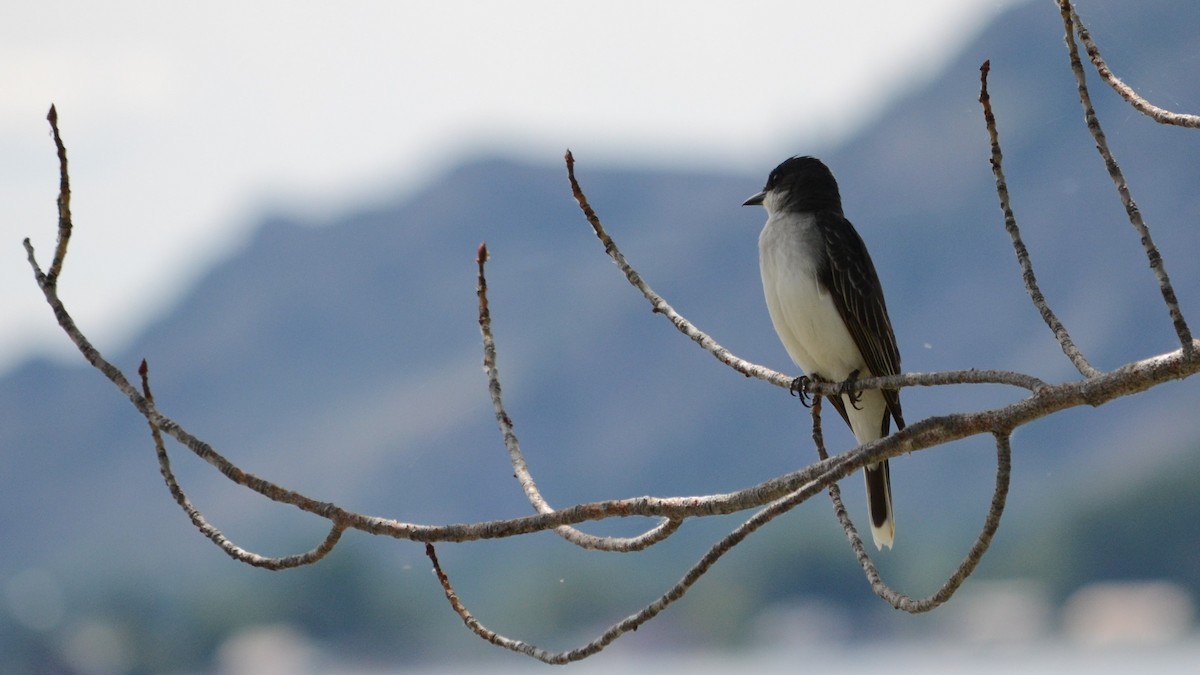 Eastern Kingbird - ML106659421