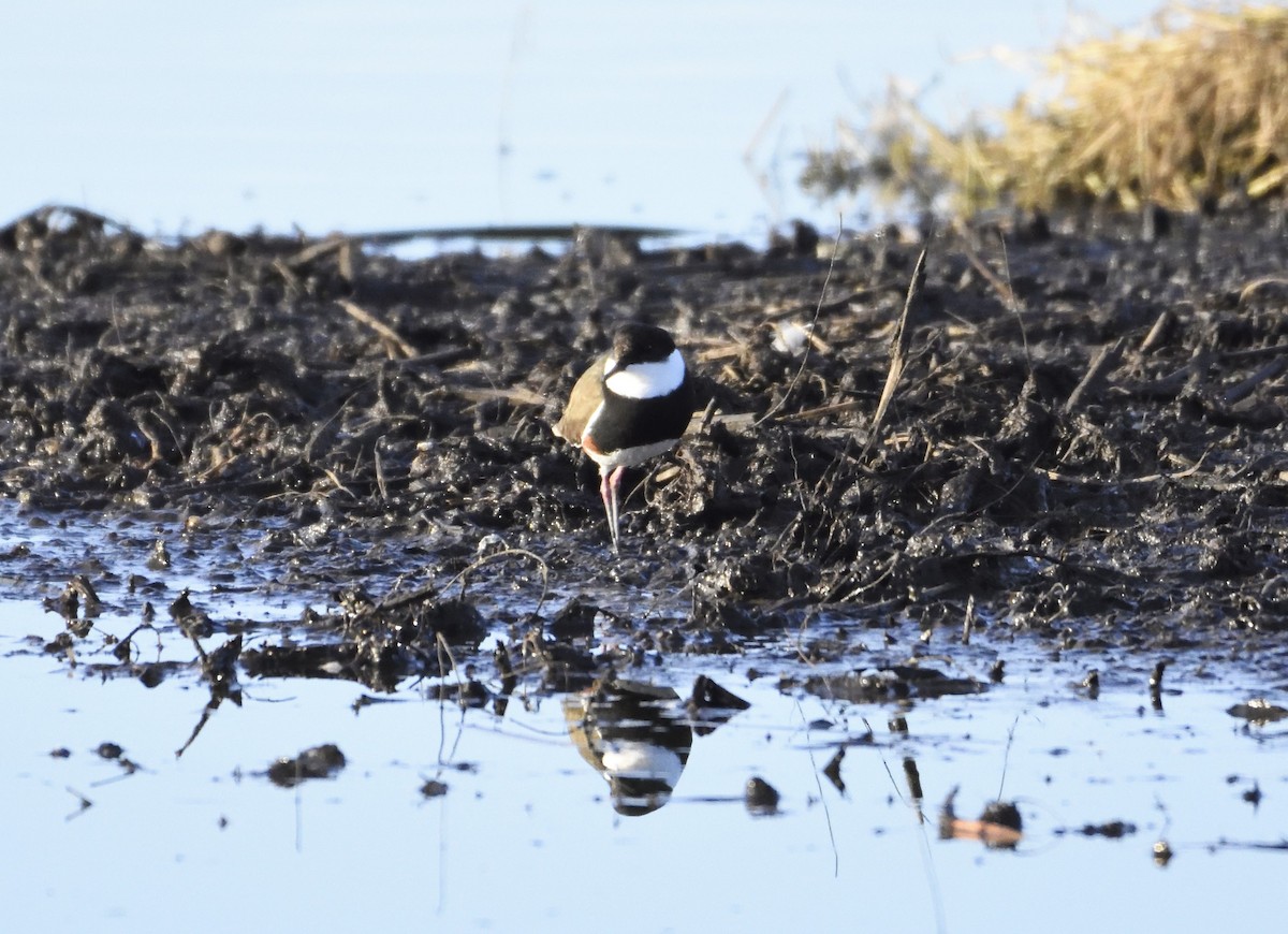 Red-kneed Dotterel - Ken Crawley