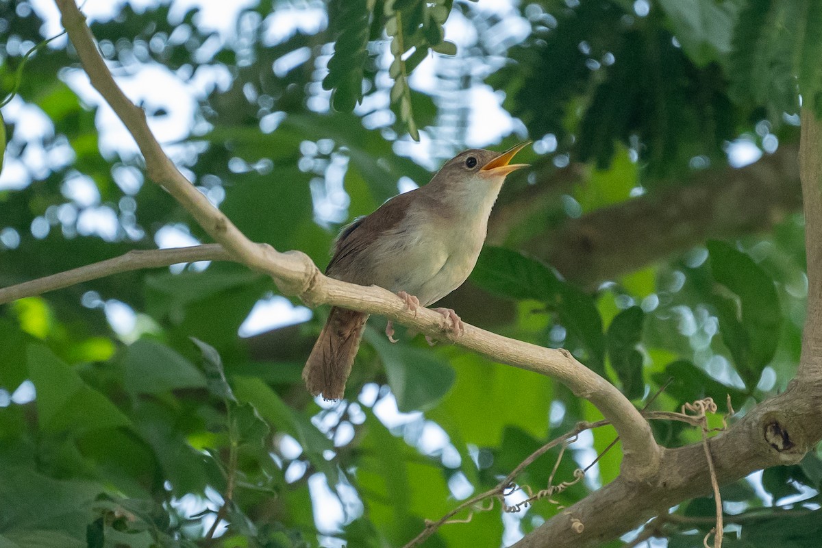 House Wren (Cozumel I.) - ML106661561