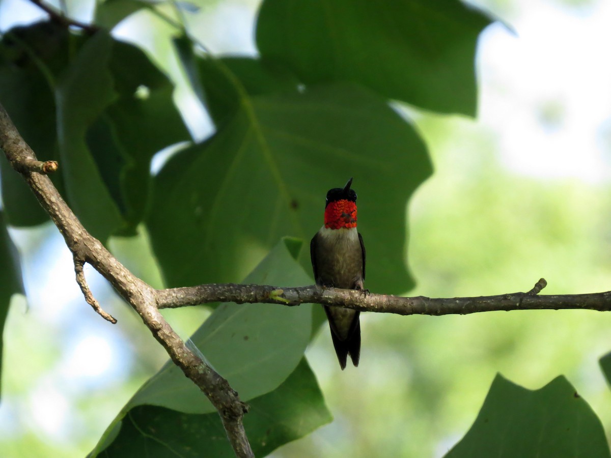 Ruby-throated Hummingbird - ML106662121