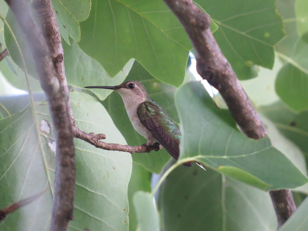 Ruby-throated Hummingbird - ML106662141