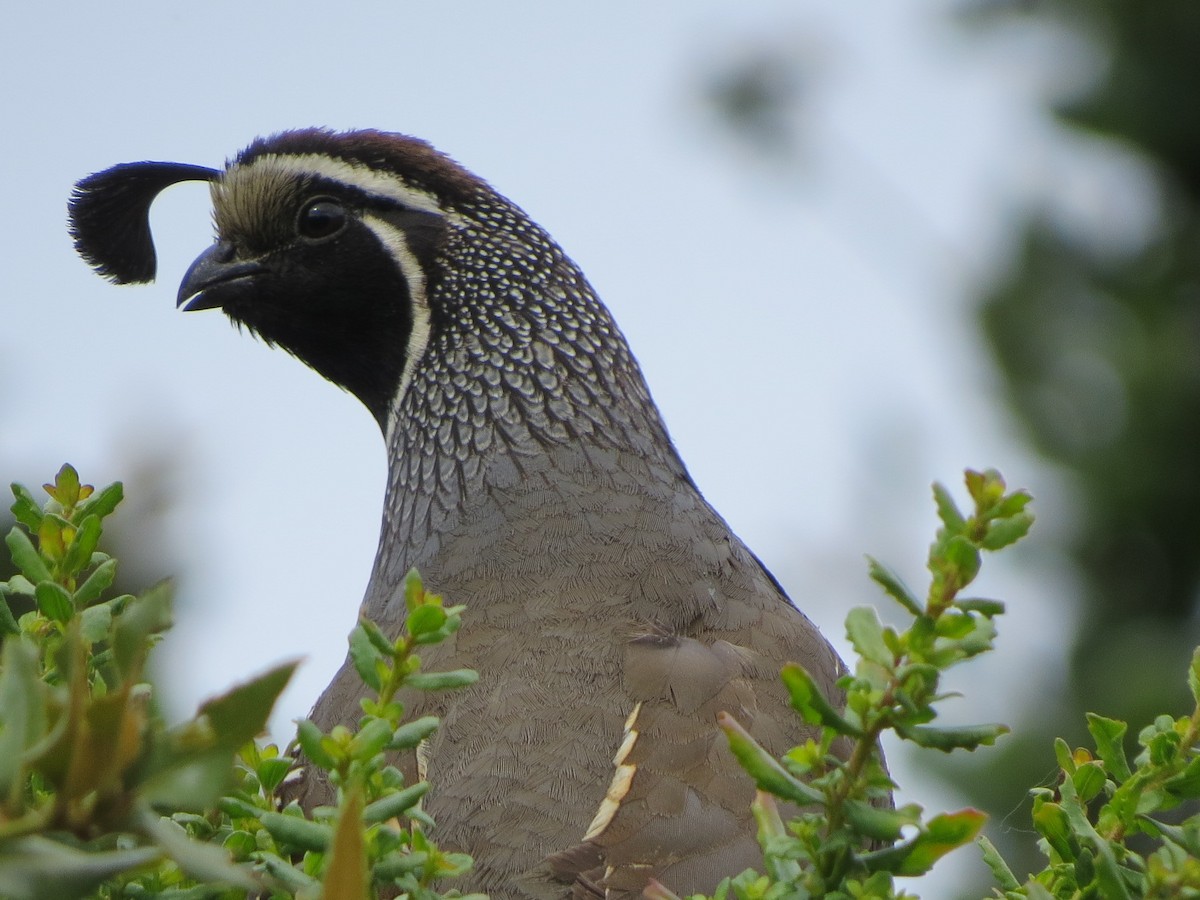 California Quail - ML106663041