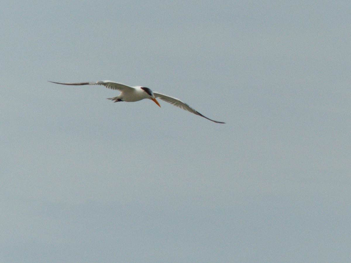 Royal Tern - ML106663641