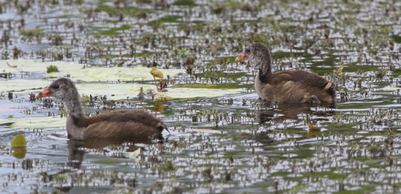 Eurasian Moorhen - ML106663711