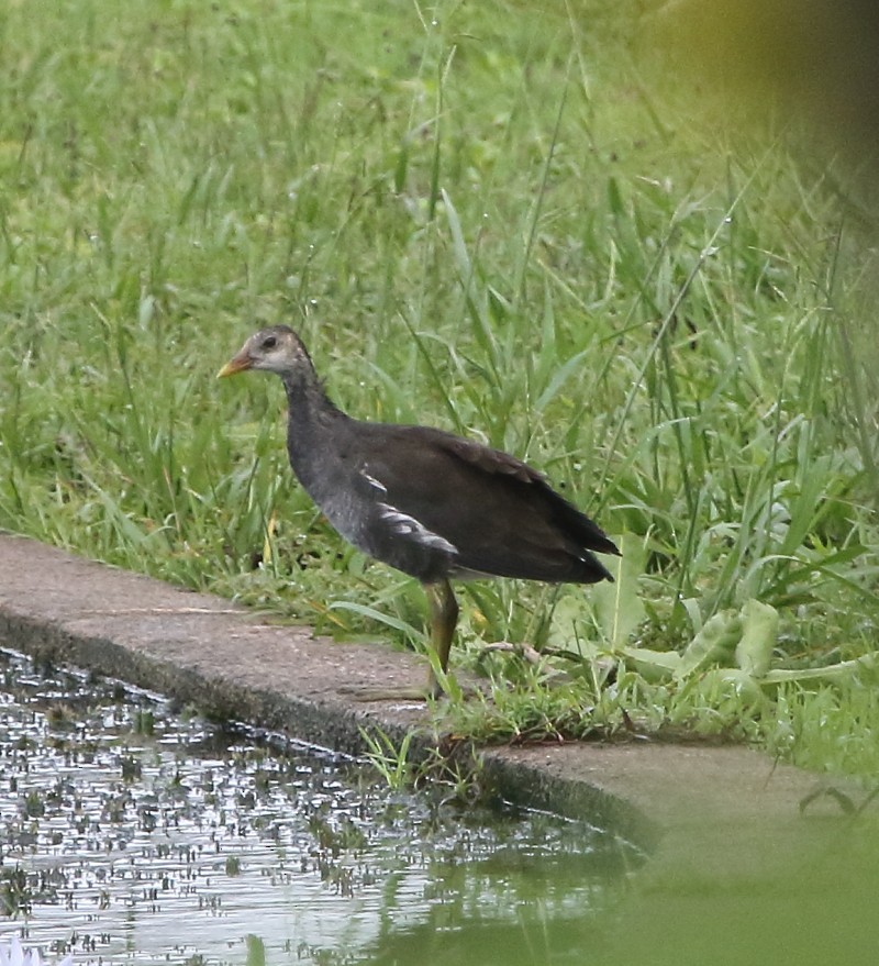 Eurasian Moorhen - ML106663721