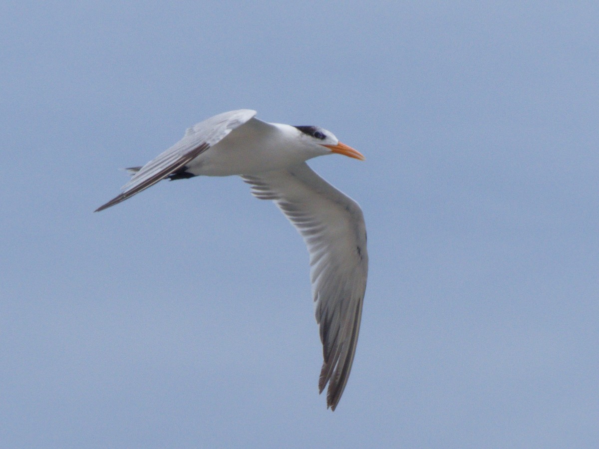 Royal Tern - ML106665271