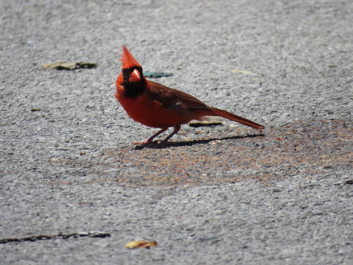 Cardinal rouge - ML106666261