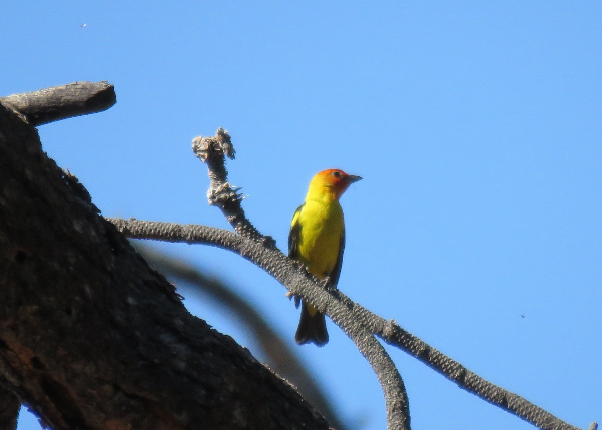 Piranga à tête rouge - ML106667531