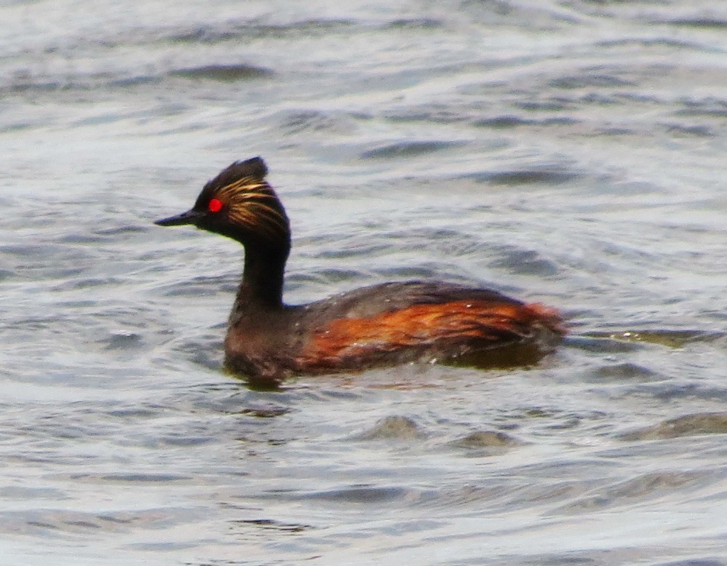 Eared Grebe - Paul Bedell