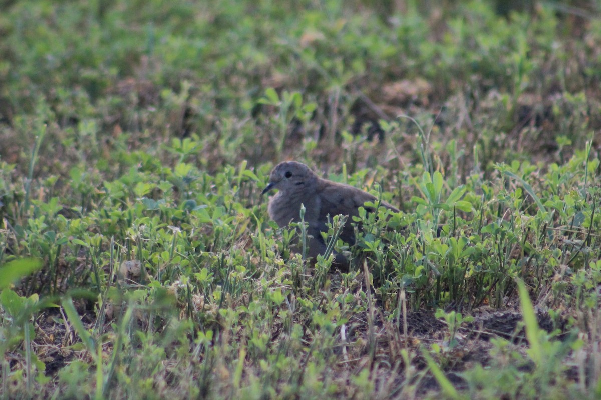 Mourning Dove - ML106668391