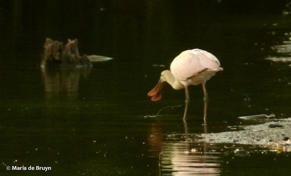 Roseate Spoonbill - ML106668631
