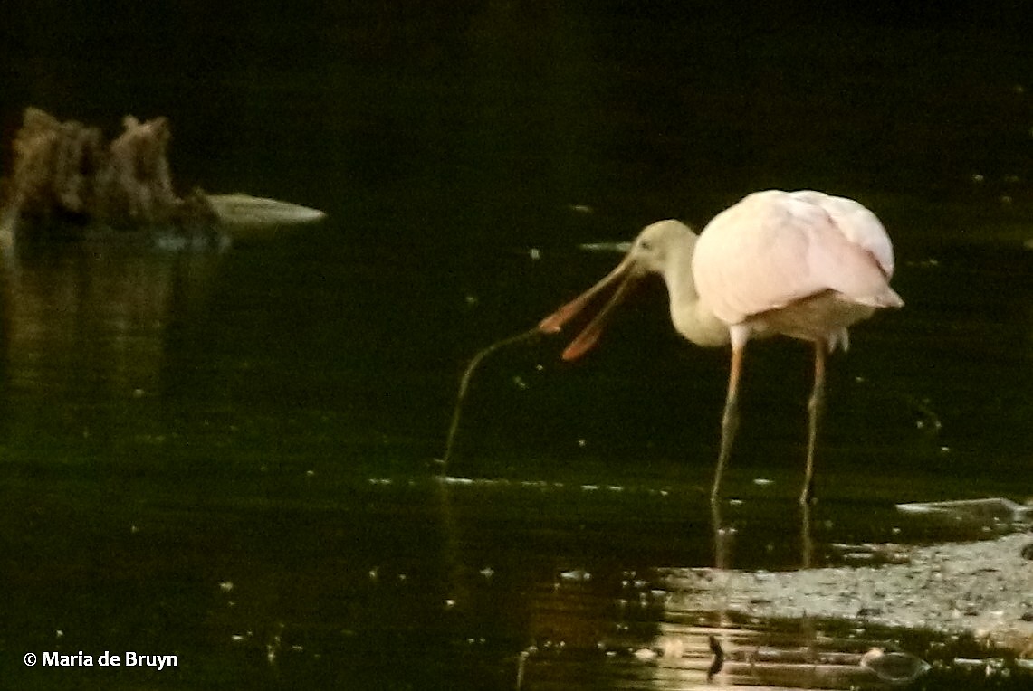Roseate Spoonbill - ML106668661