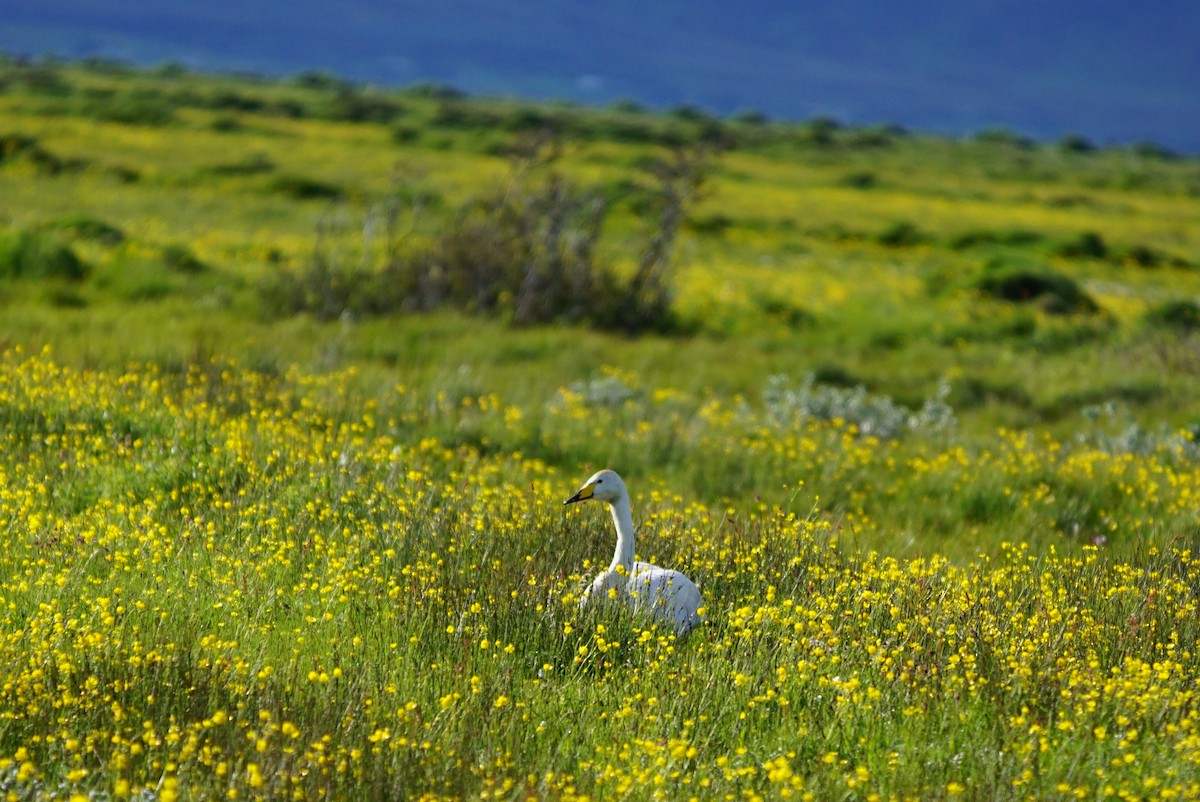 Whooper Swan - ML106670451