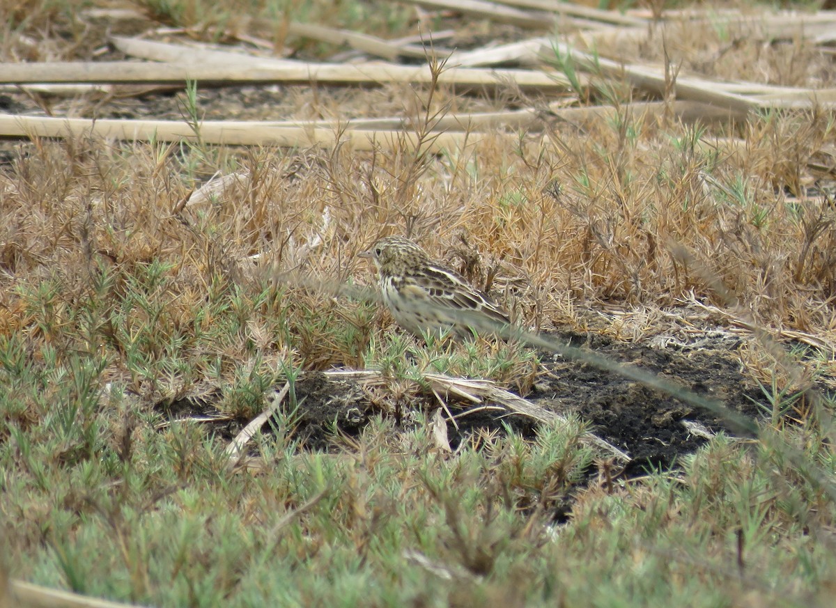 Peruvian Pipit - ML106670541