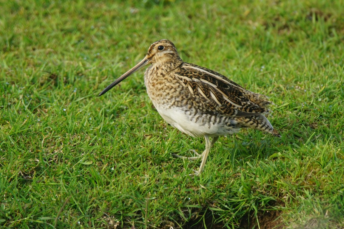 Common Snipe - ML106670621