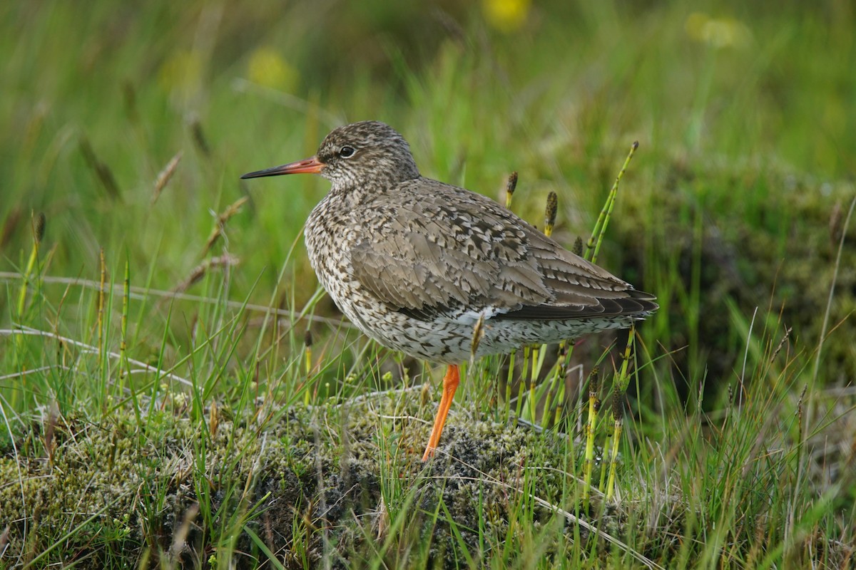 Common Redshank - ML106670671