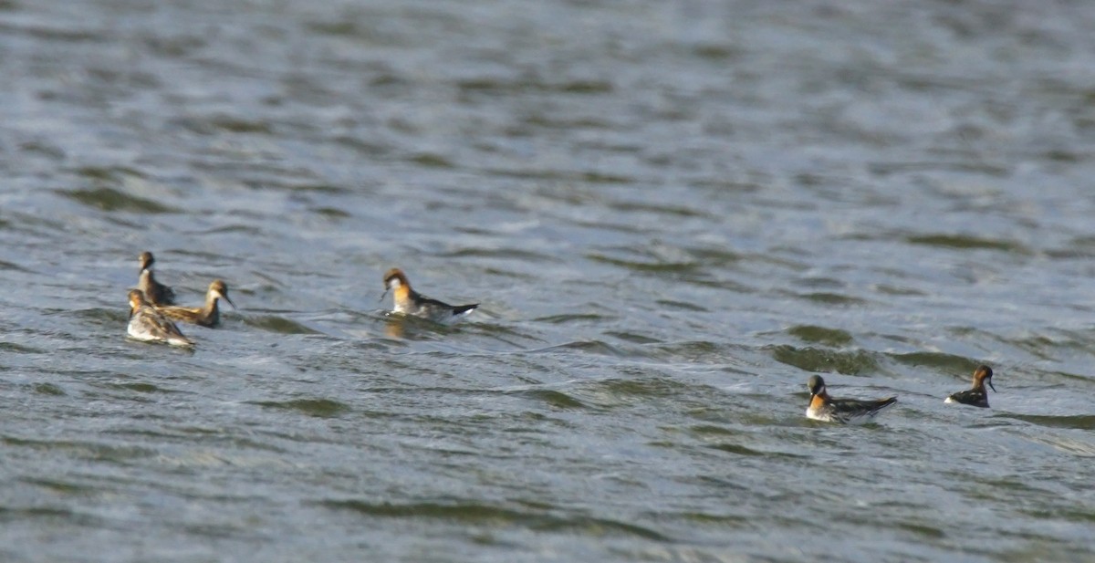 Red-necked Phalarope - ML106670681