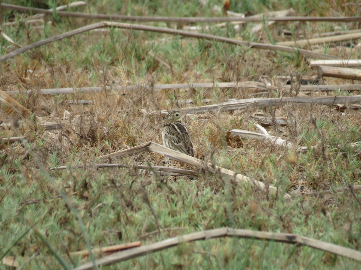 Peruvian Pipit - ML106670831