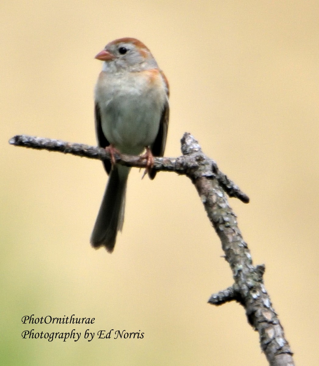 Field Sparrow - Ed Norris