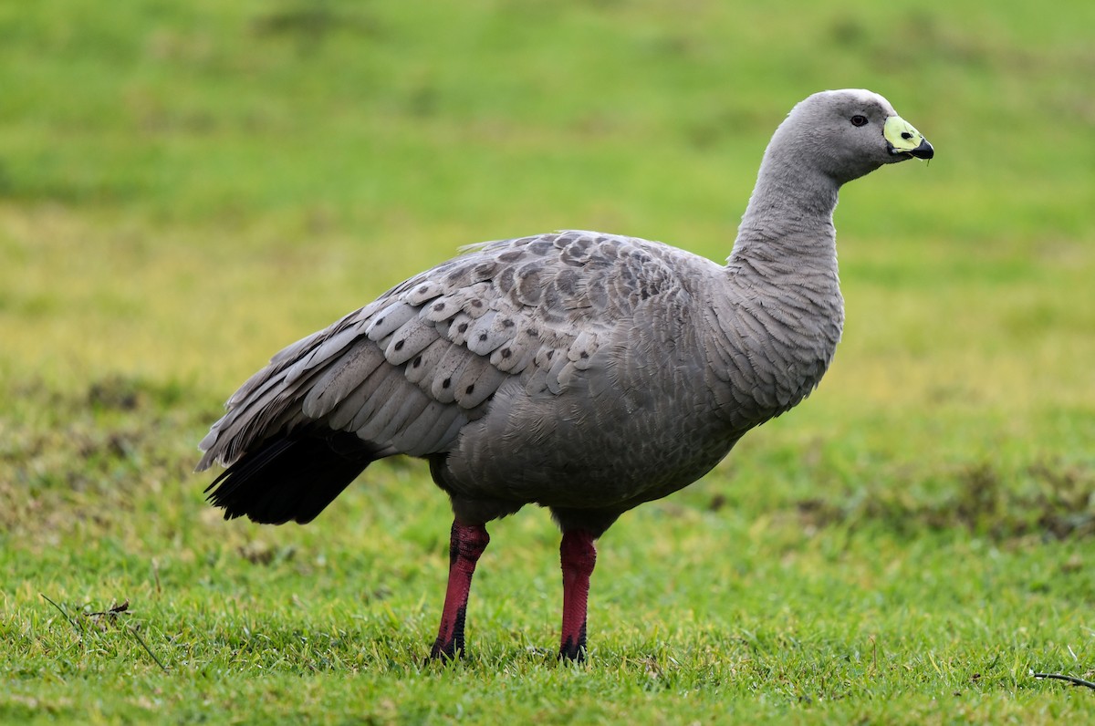 Cape Barren Goose - Bruce Wedderburn