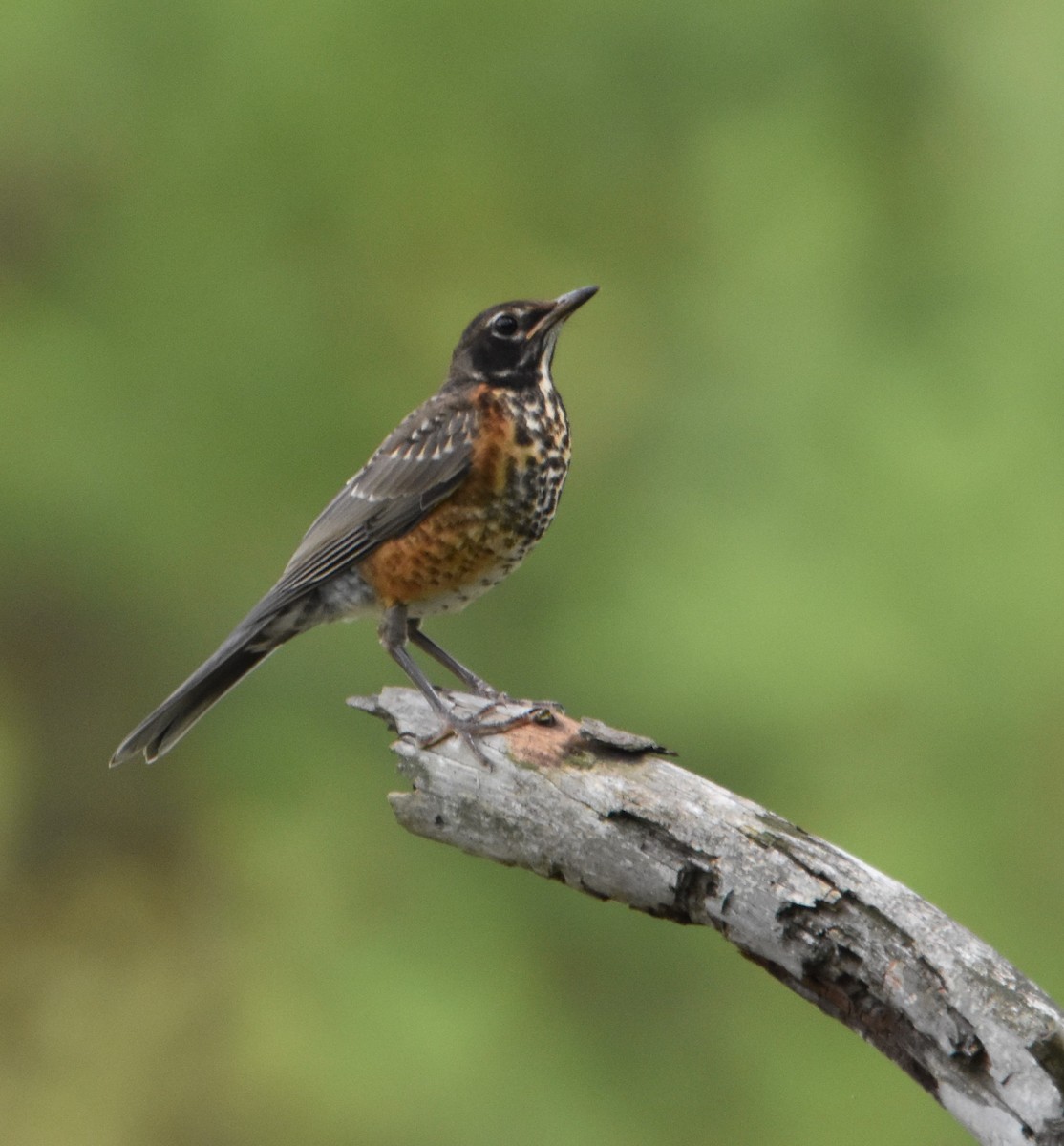 American Robin - Ed Norris