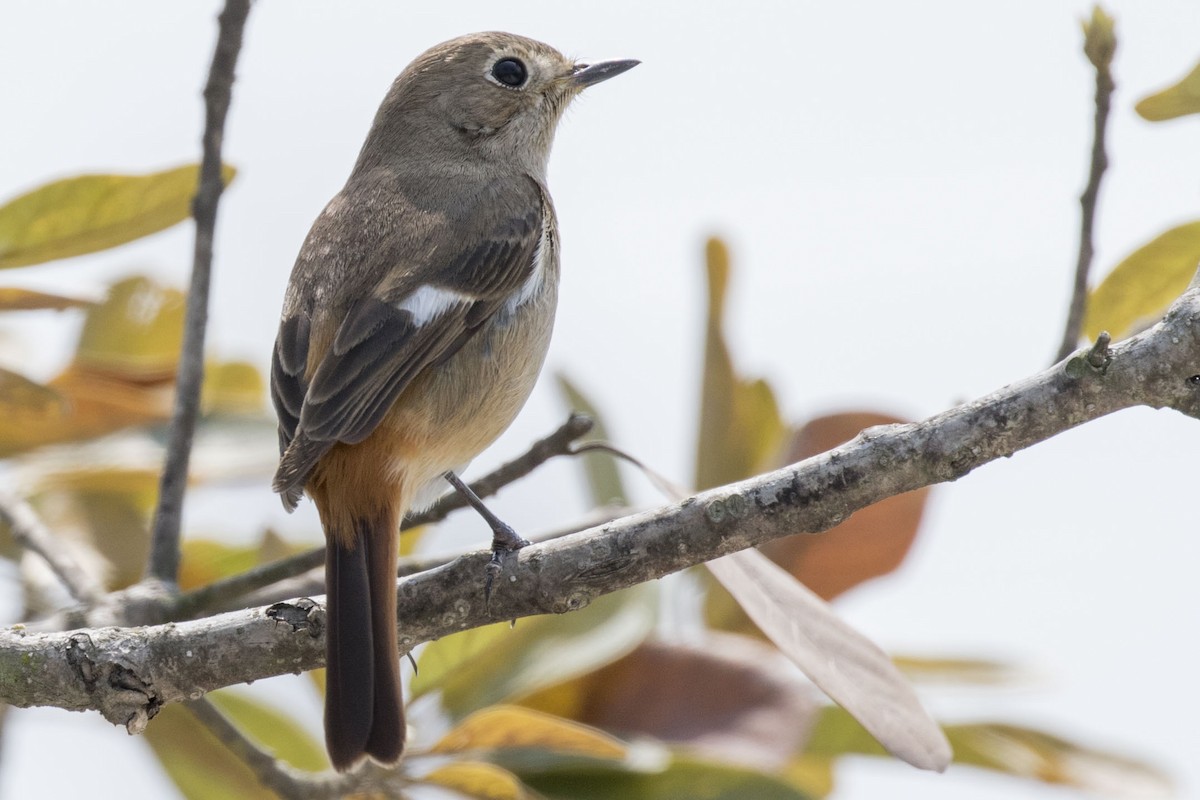 ジョウビタキ - ML106674021