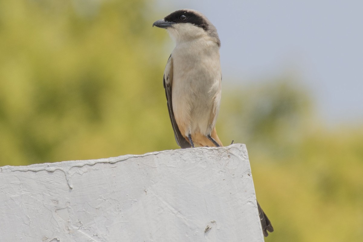 タカサゴモズ - ML106674411