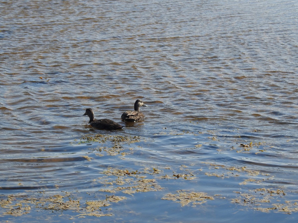 American Black Duck - ML106674961