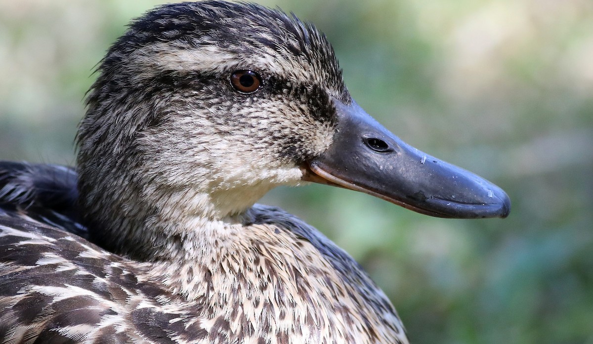 Mallard - ML106681401