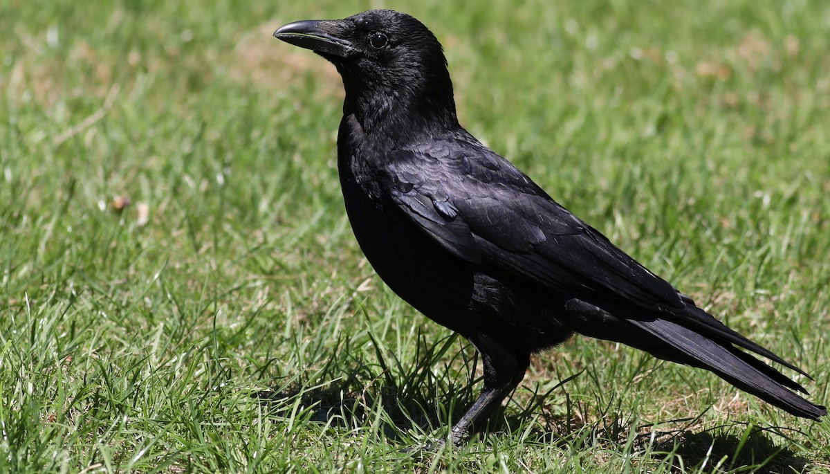 Carrion Crow - ML106681521