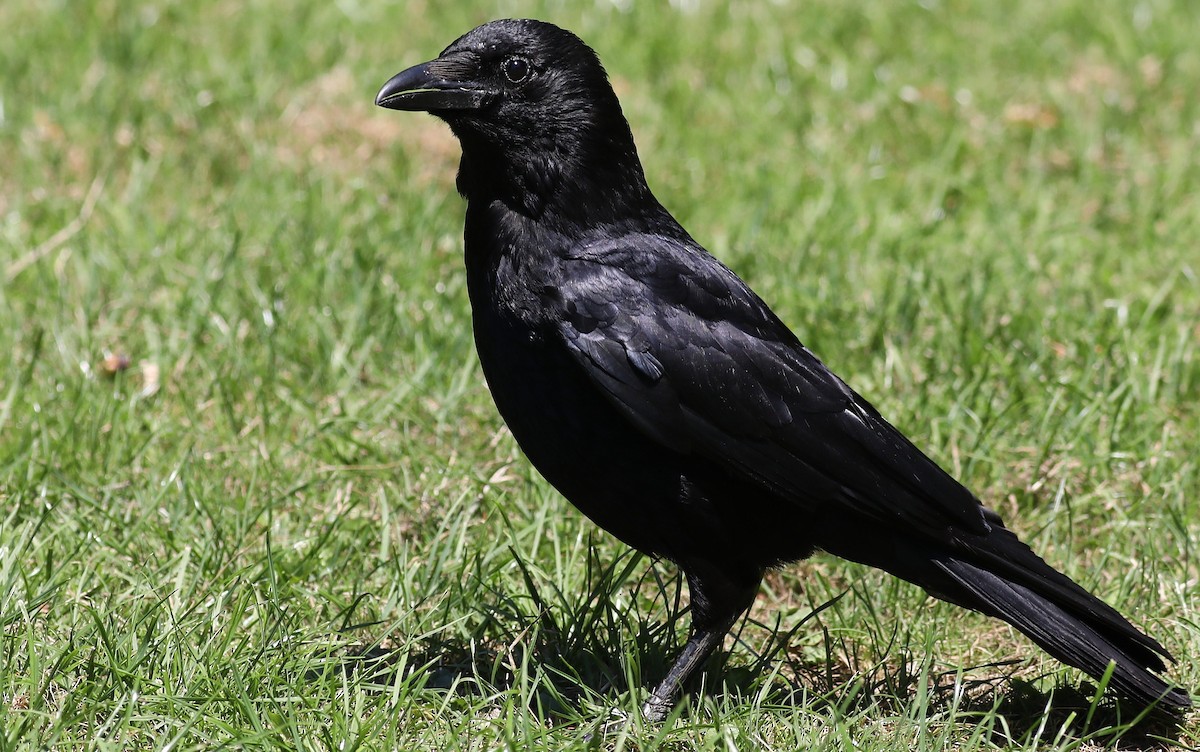 Carrion Crow - ML106681531