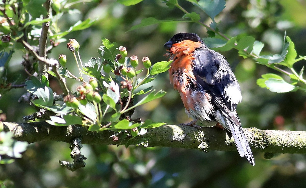 Eurasian Bullfinch - ML106681551