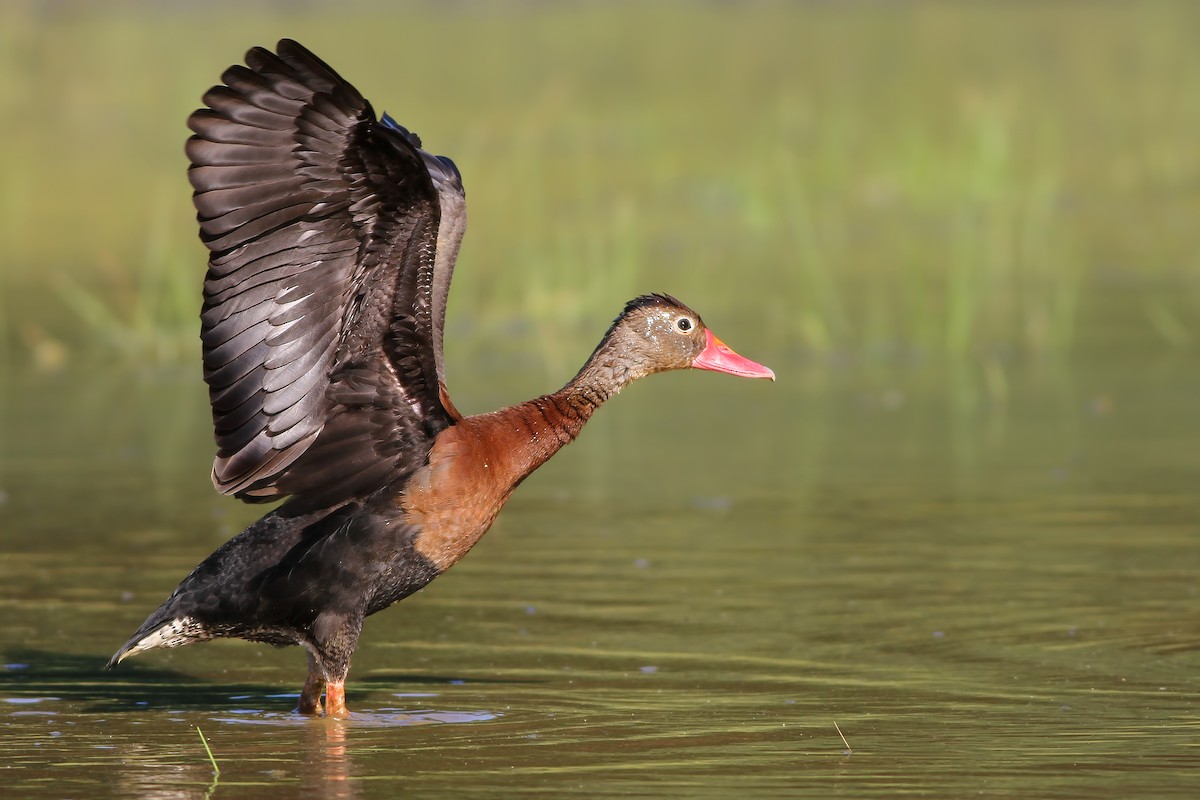 Black-bellied Whistling-Duck - ML106684331