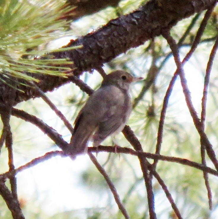 Hermit Thrush - ML106688171