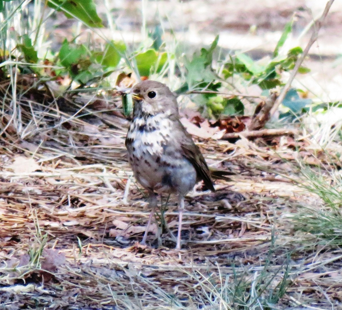 Hermit Thrush - ML106688191