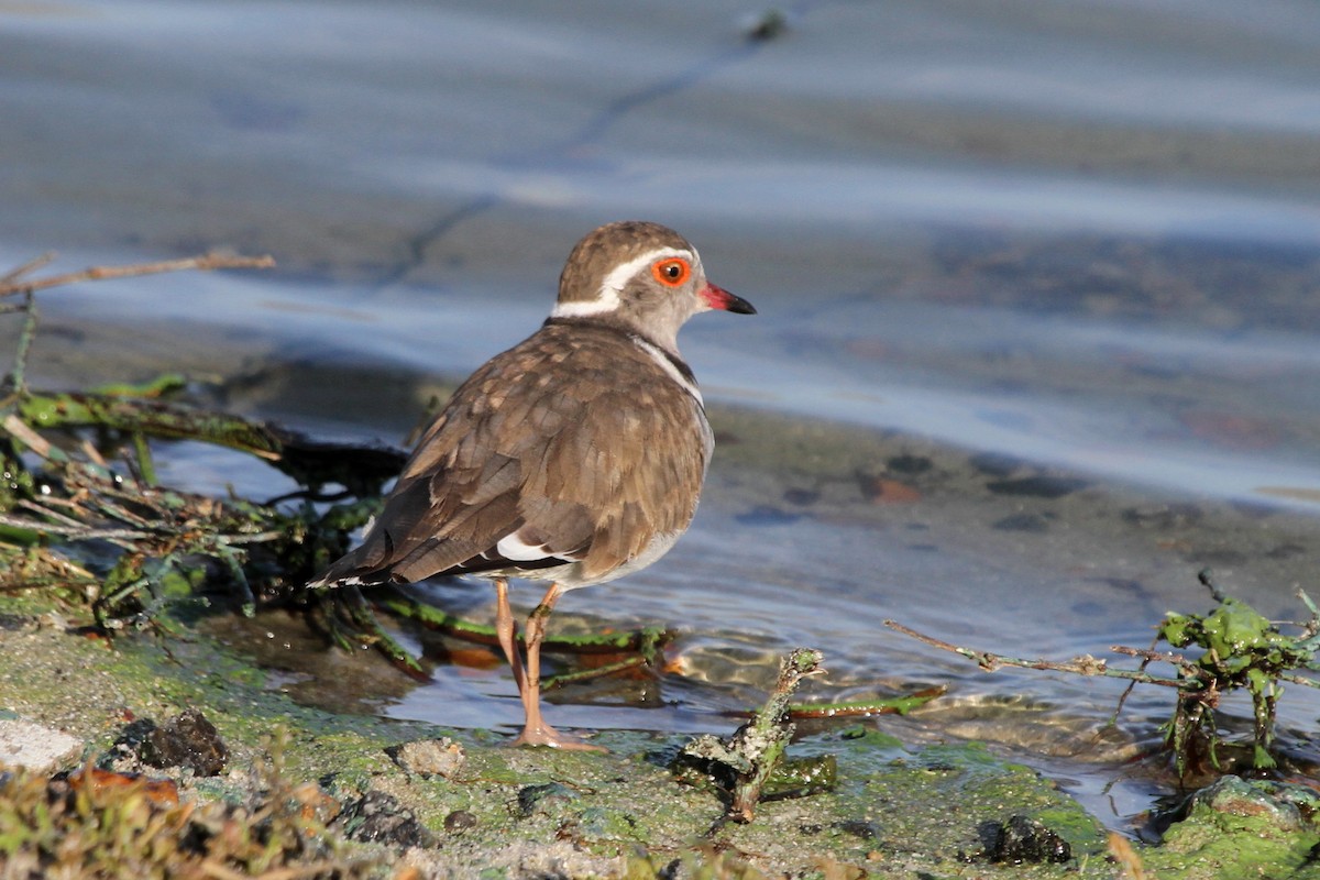 Three-banded Plover - ML106688881