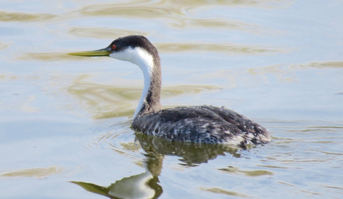 Western Grebe - ML106689201