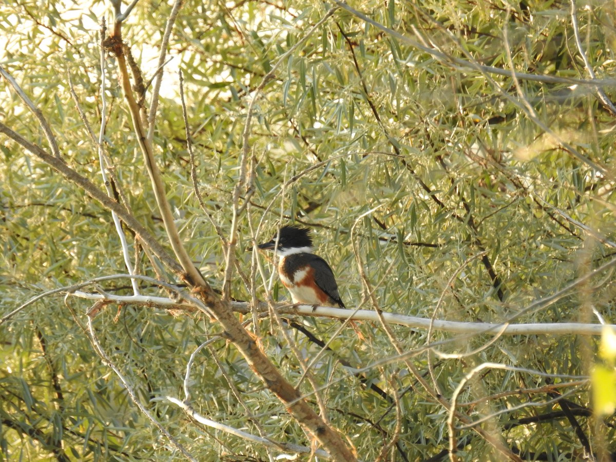 Belted Kingfisher - ML106690961