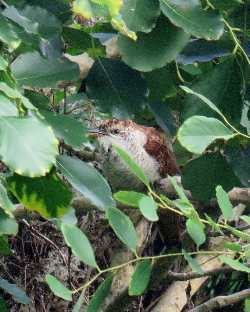 Coucou de Sonnerat - ML106692131