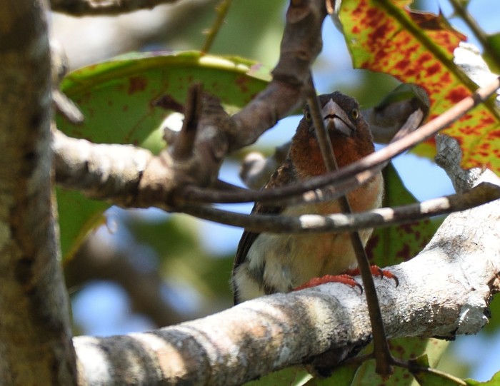 Brown Barbet - ML106692451
