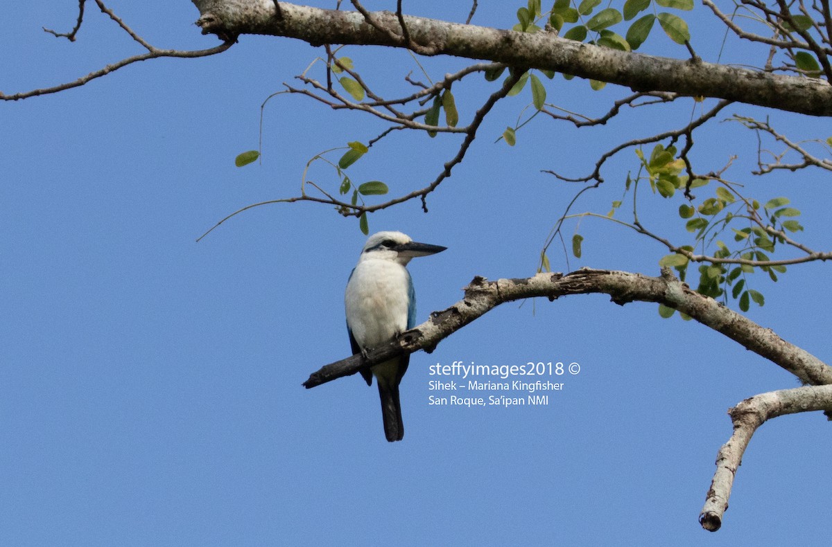 Mariana Kingfisher - ML106693891