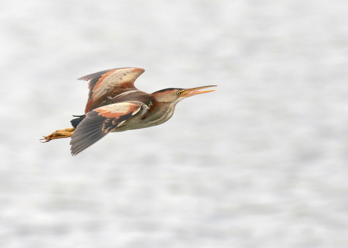 Least Bittern - Jonah  Benningfield
